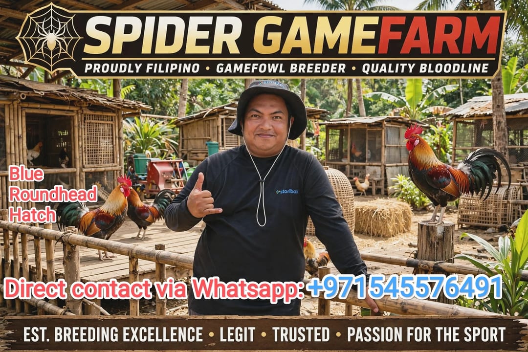 Photo from SPIDER GAMEFARM's post