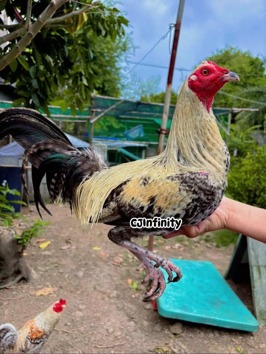 Photo from CJ Infinity Gamefowls's post