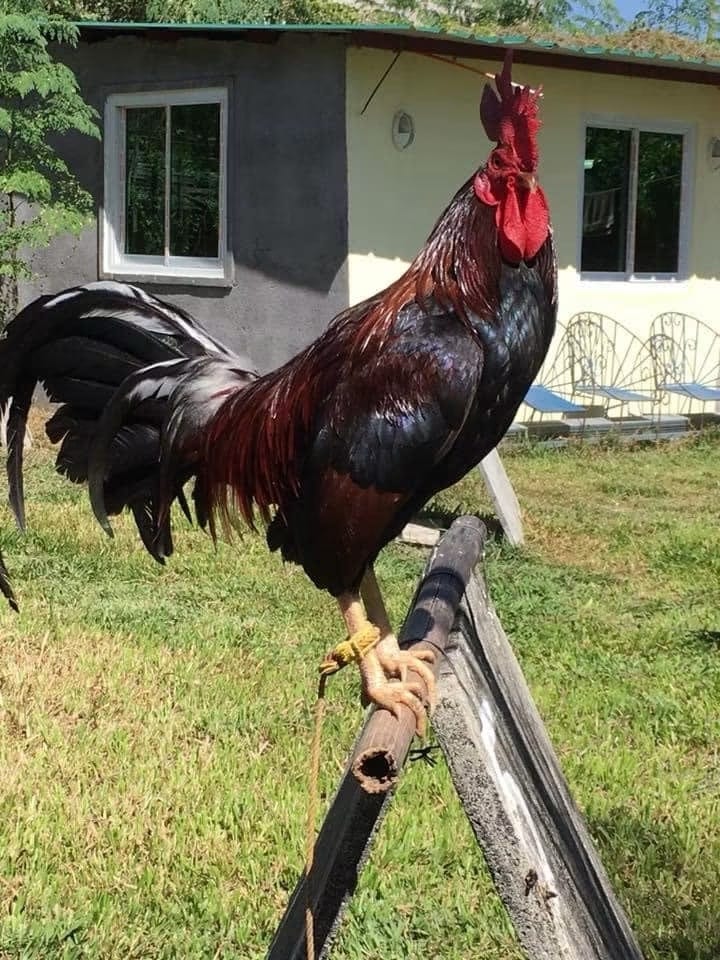 Photo from Mark Turla Gamefowl's post