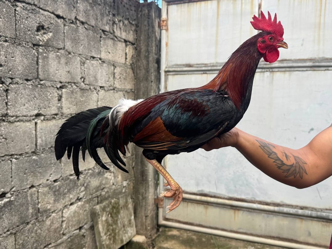 Photo from Mark Turla Gamefowl's post