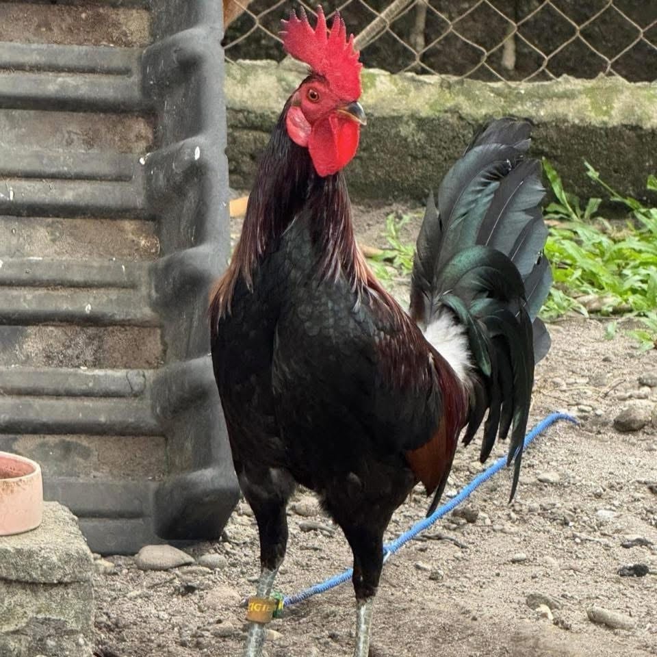 Photo from Mark Turla Gamefowl's post