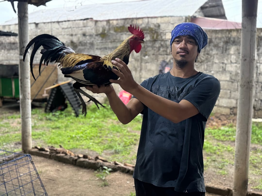 Photo from Mark Turla Gamefowl's post