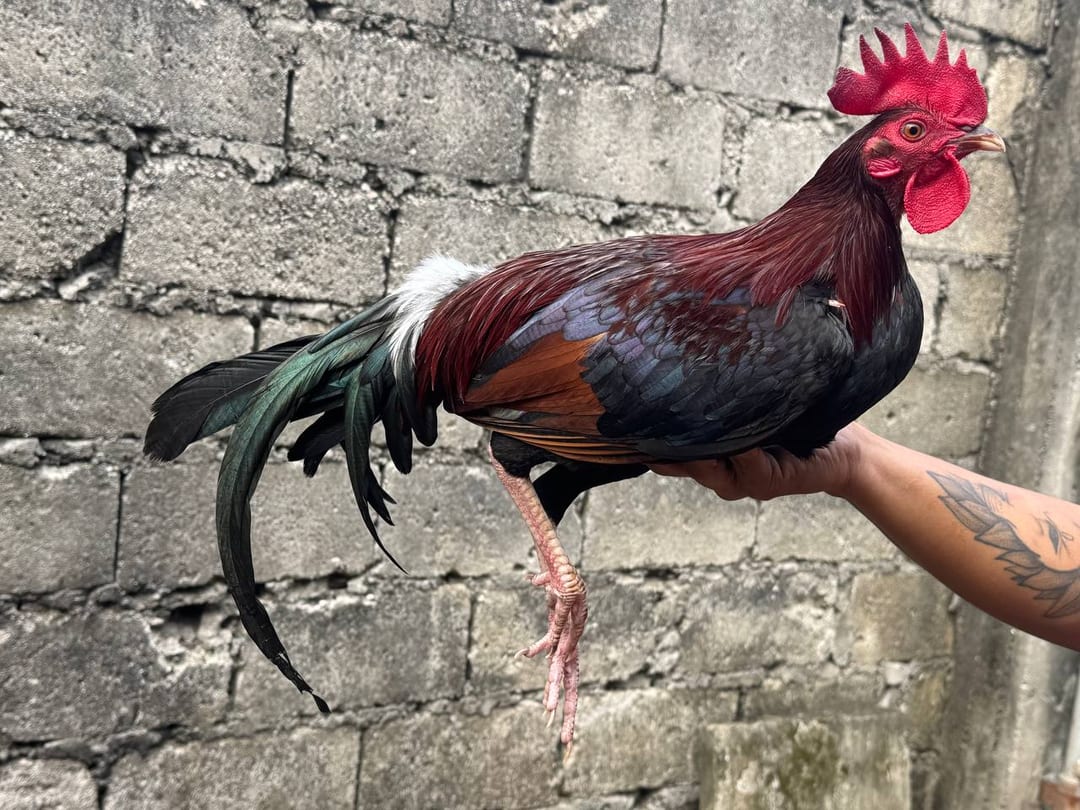 Photo from Mark Turla Gamefowl's post