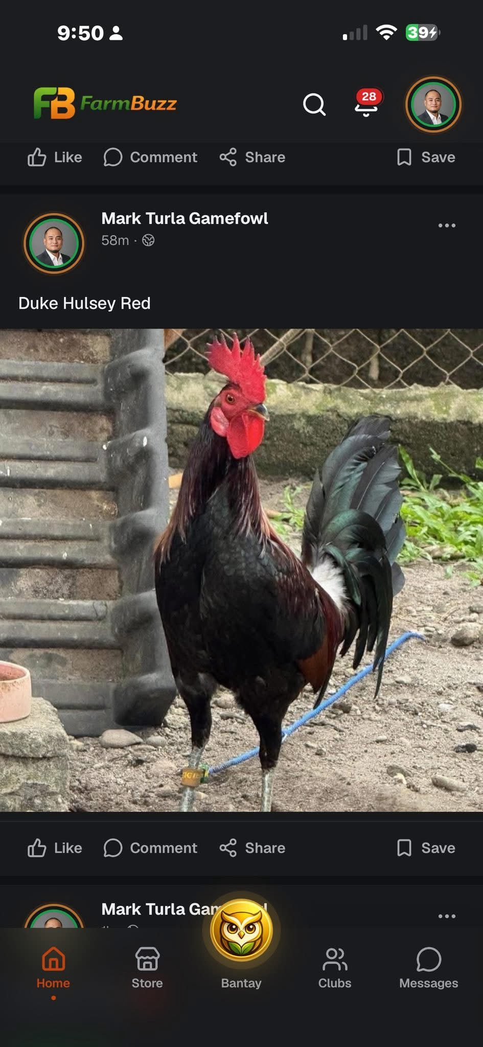 Photo from Mark Turla Gamefowl's post