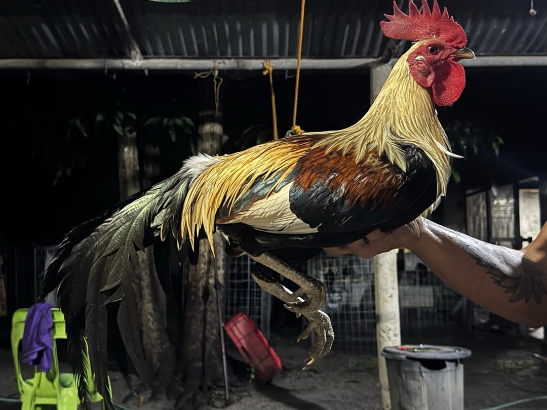 Photo from Mark Turla Gamefowl's post