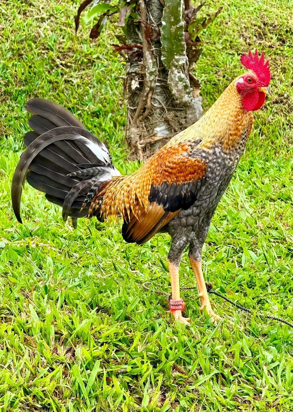 Photo from CDC GAME FARM's post