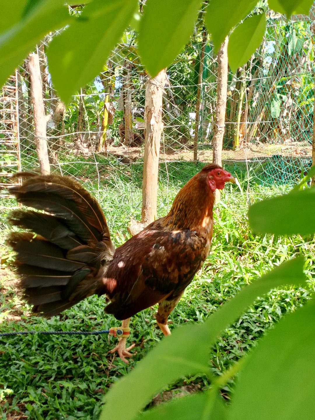 Photo from KALAHI Gamefowl's post
