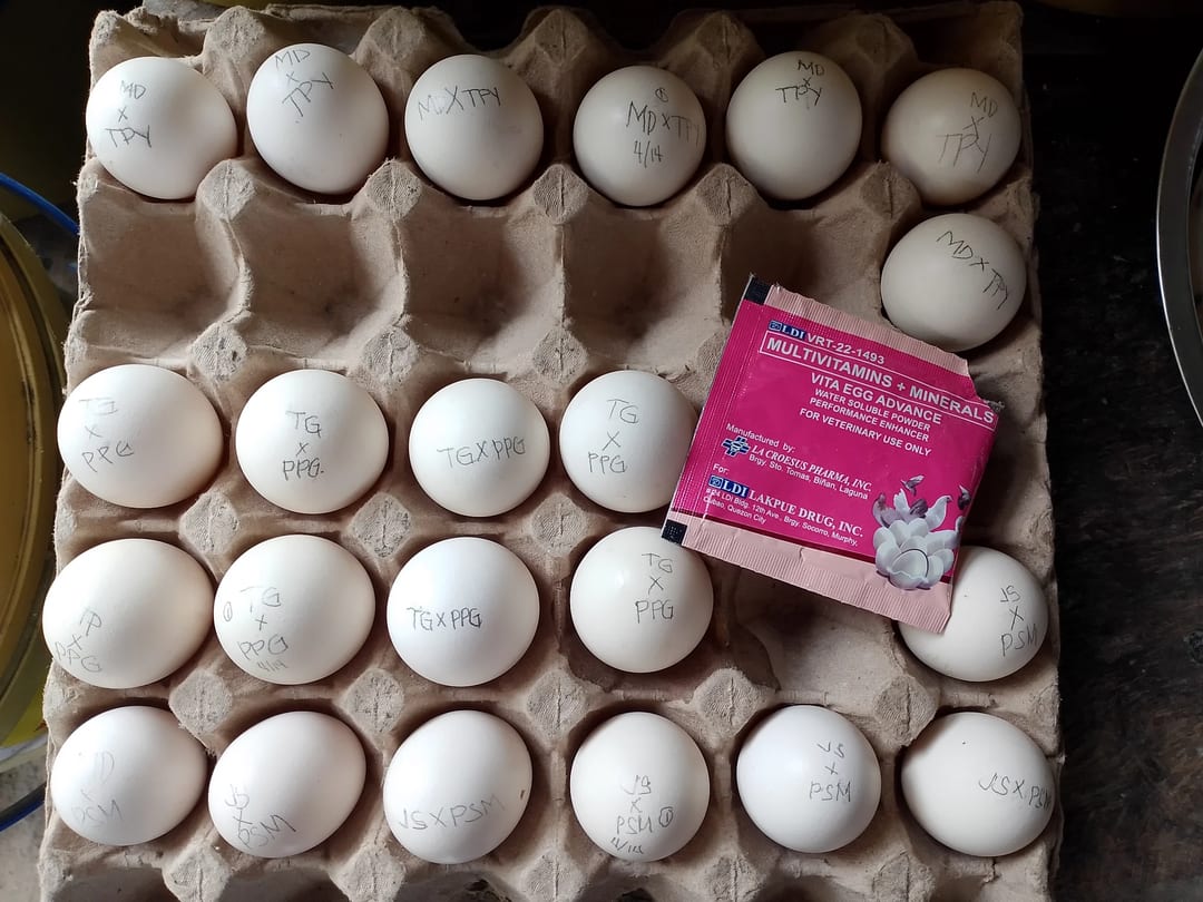Photo from KALAHI Gamefowl's post