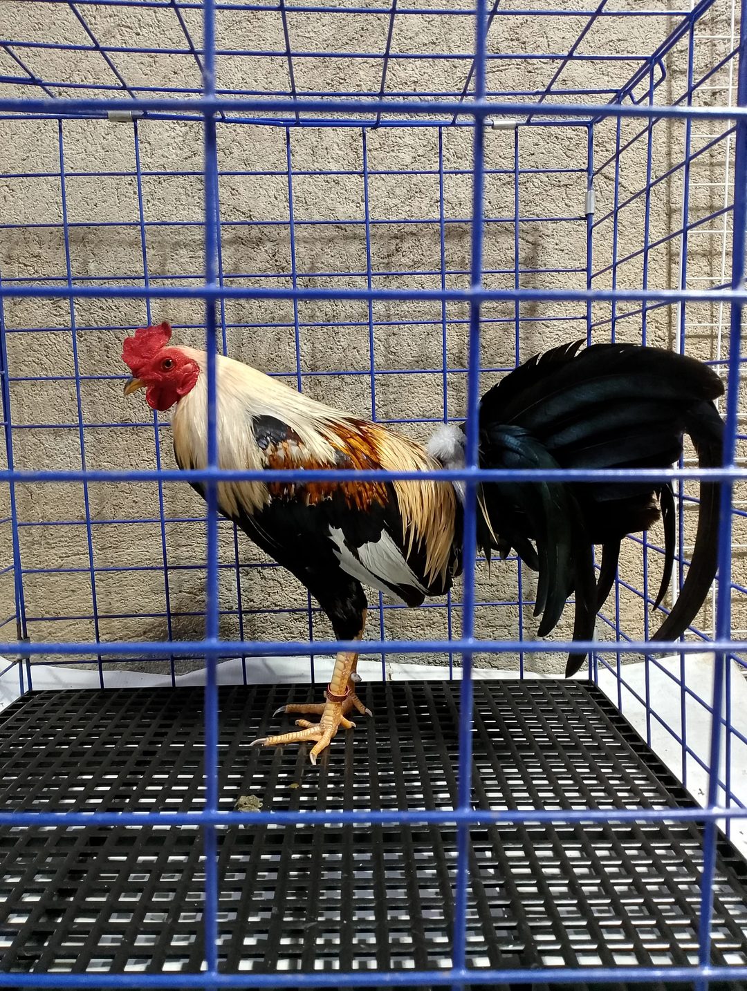 Photo from KALAHI Gamefowl's post
