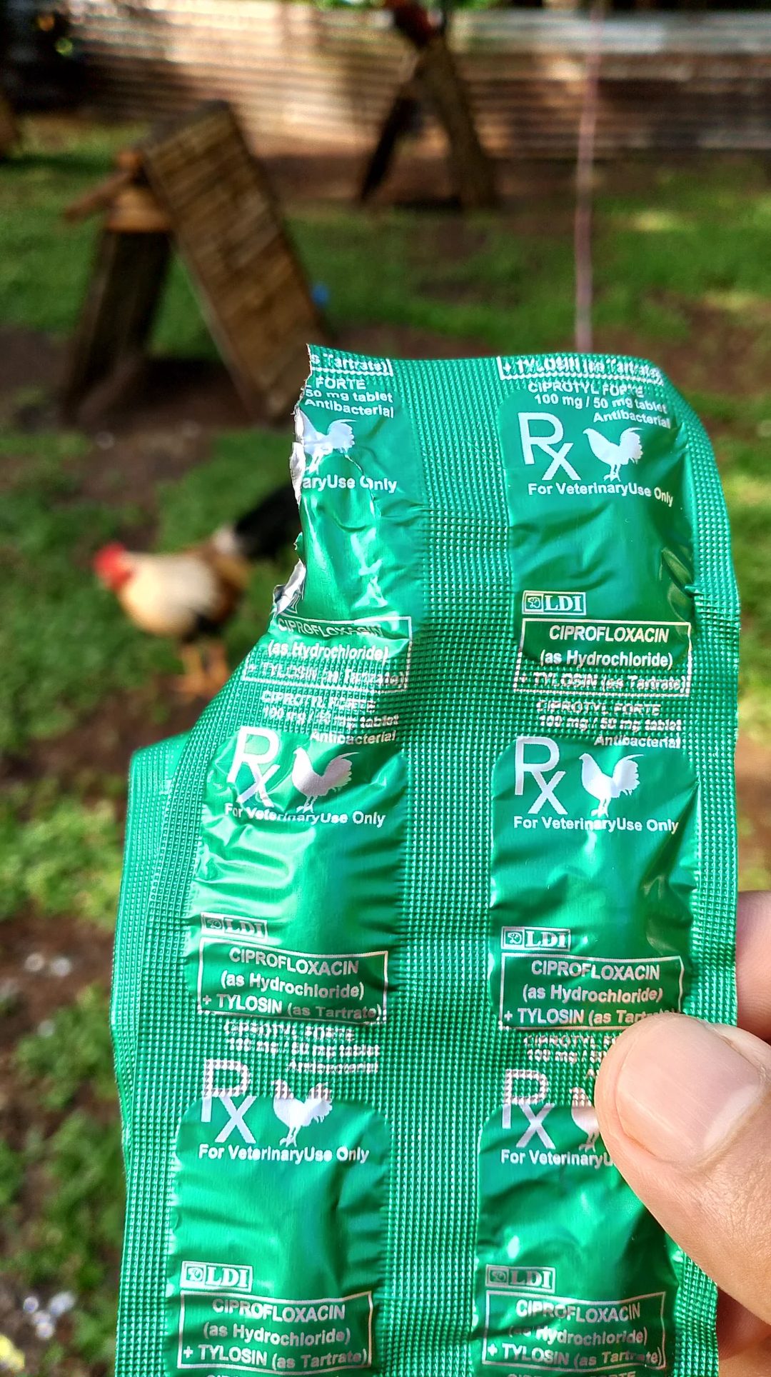 Photo from KALAHI Gamefowl's post