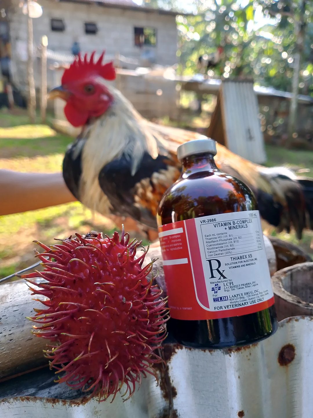 Photo from KALAHI Gamefowl's post