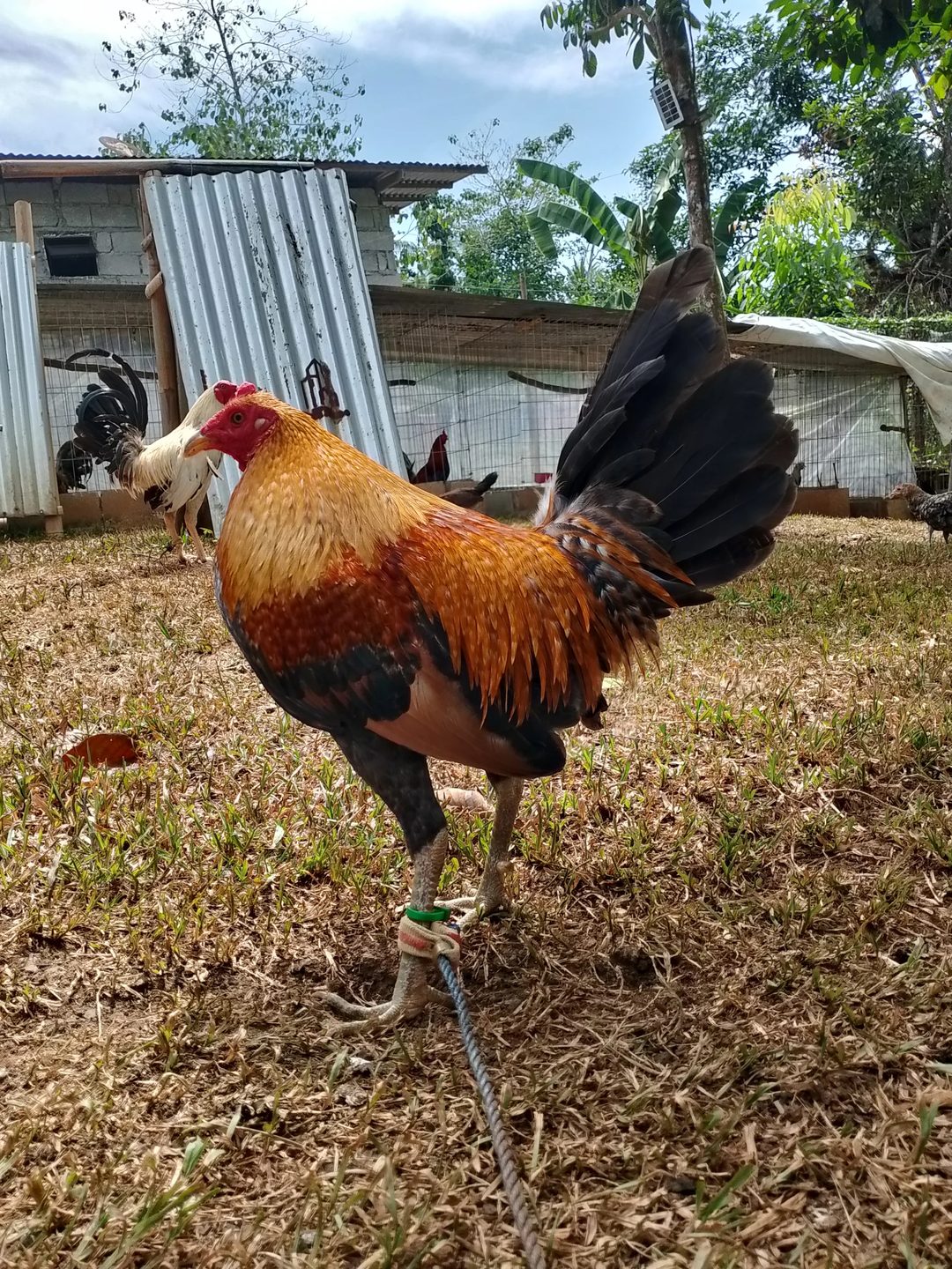 Photo from KALAHI Gamefowl's post