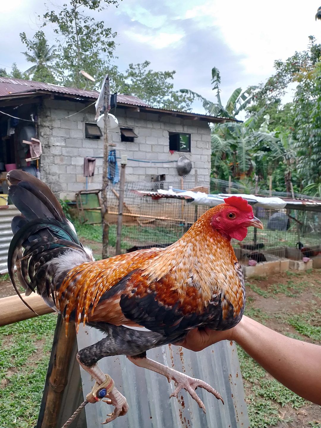 Photo from KALAHI Gamefowl's post