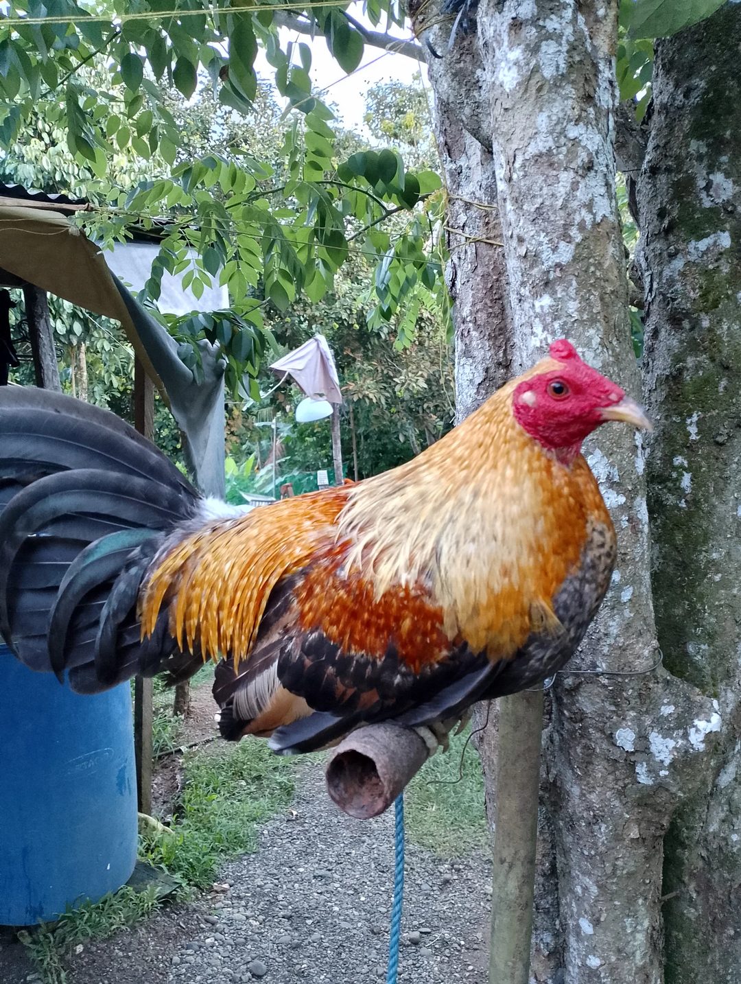 Photo from KALAHI Gamefowl's post