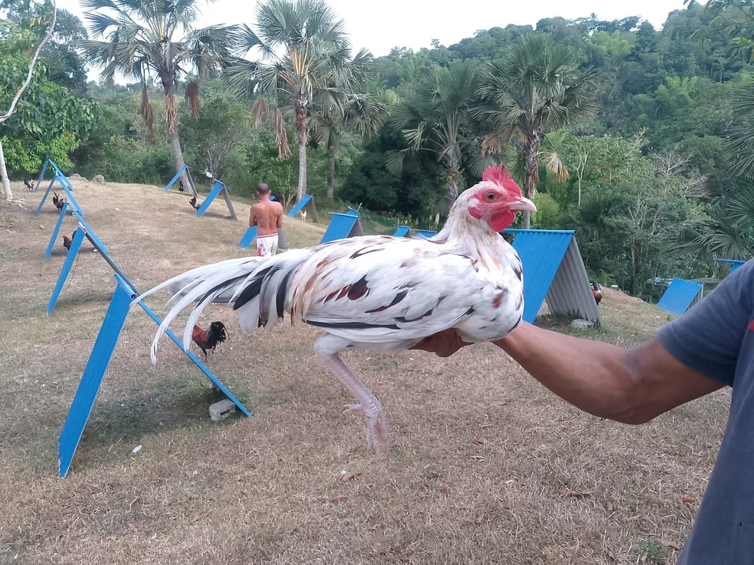 Photo from RS GAMEFARM's post