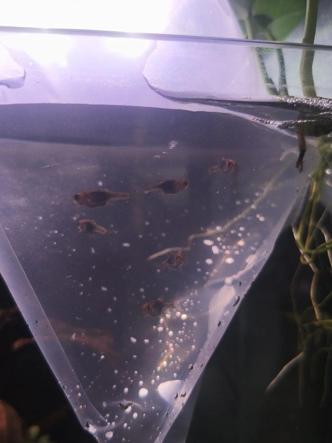 Photo from Fish Breeder's Hub's post