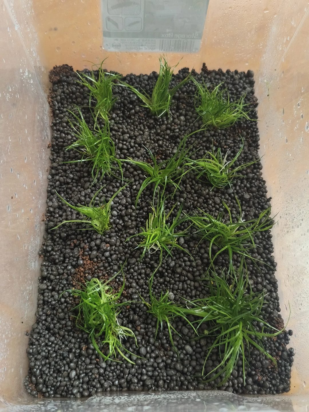 Photo from Fish Breeder's Hub's post