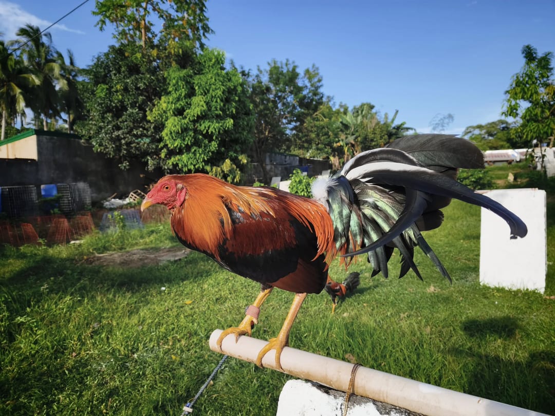 Photo from AML Gamefarm's post