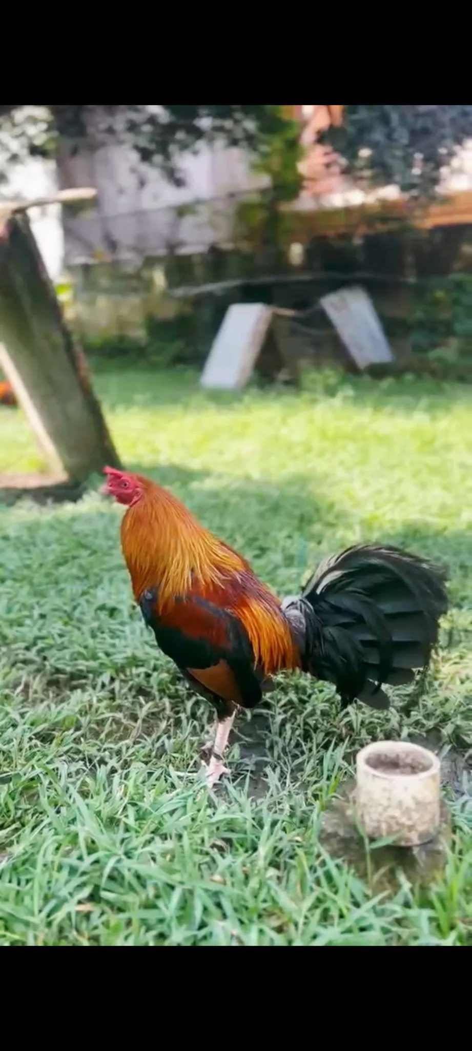 Photo from SCARSOF GAMEYARD's post