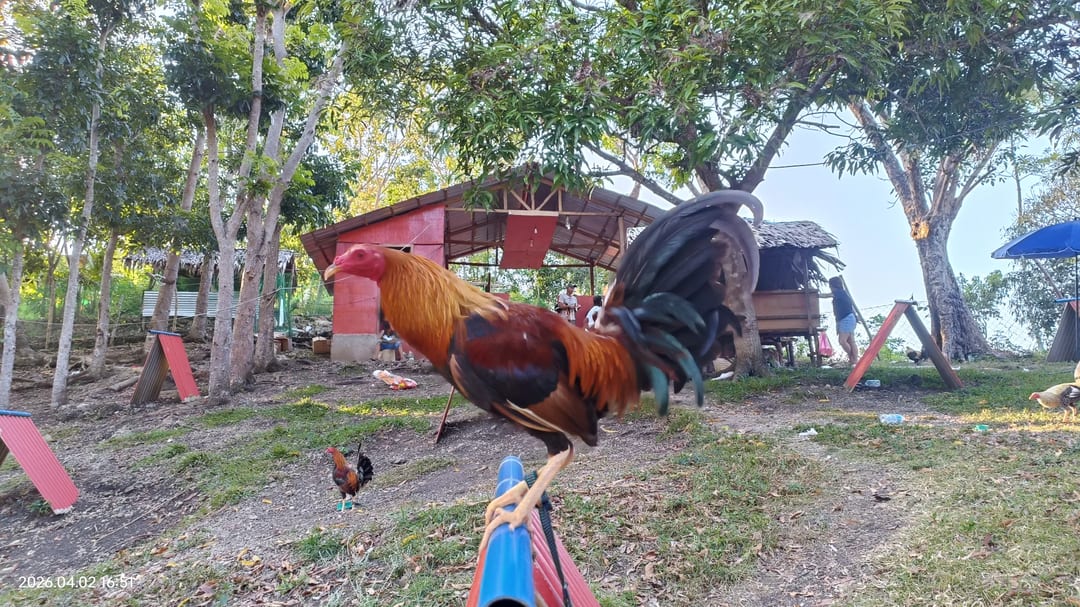 Photo from SCARSOF GAMEYARD's post