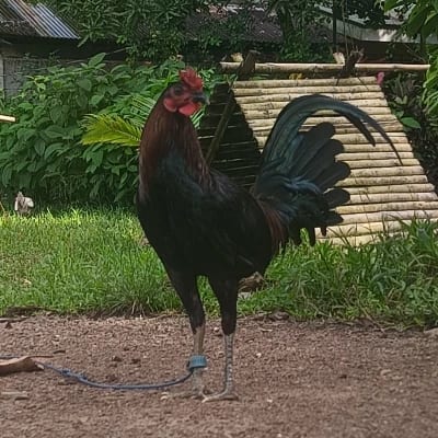 Marco Polo's profile photo