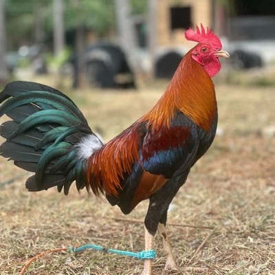 Kent Vincent Lanojan's profile photo