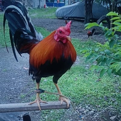 Riverbend Game Farm's profile photo