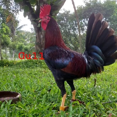 BenCor Backyard's profile photo