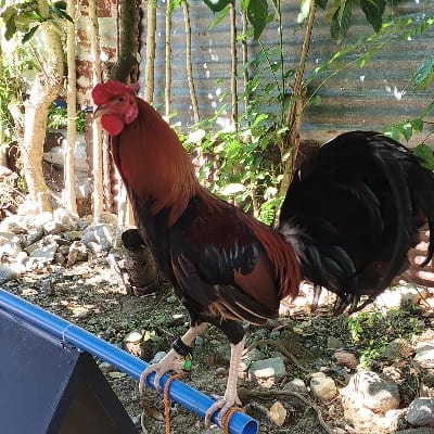 Emil Joseph Gonzales's profile photo