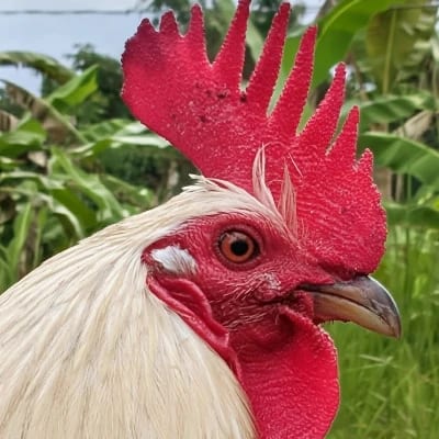 RJL SANJUAN's profile photo