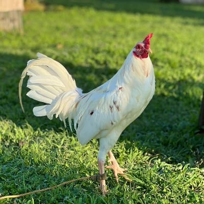 Charlie Juanerio's profile photo