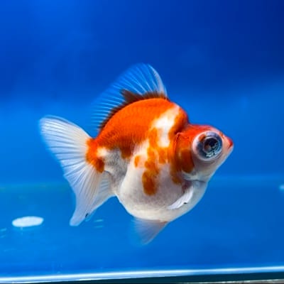 Josh Medrano's profile photo
