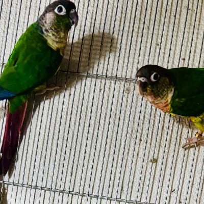 ArkWings/ArkQuatics's profile photo