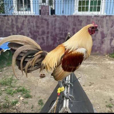 christian mark llegos's profile photo