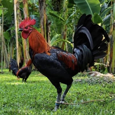 GDB GAMEYARD's profile photo