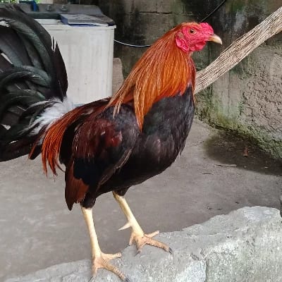 Kj Backyard's profile photo