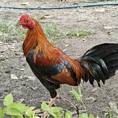 Herson Oberes's profile photo