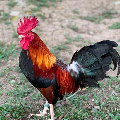 Dadoz Nahimayaan Gamefarm's profile photo