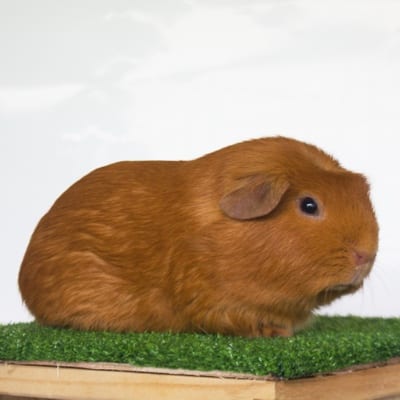 Leinnard Julian's profile photo