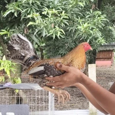 Master RB Empire Gamebird's profile photo