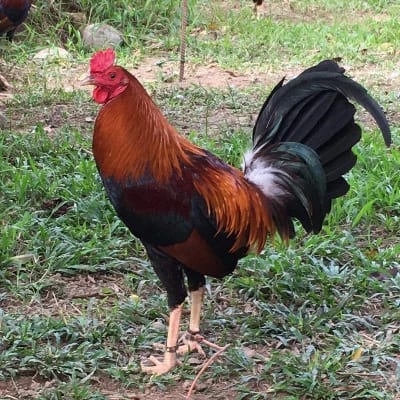 Kawaring Gamefarm's profile photo