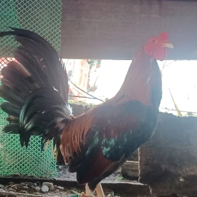 Randy Tupas's profile photo