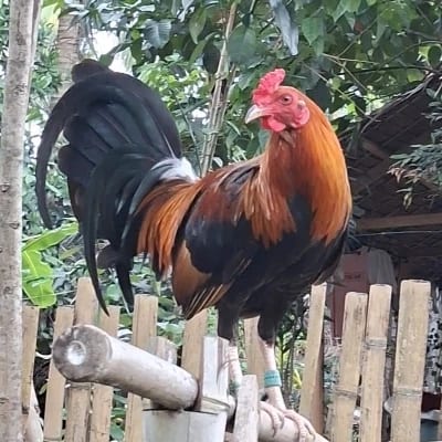 Dan Padayhag's profile photo