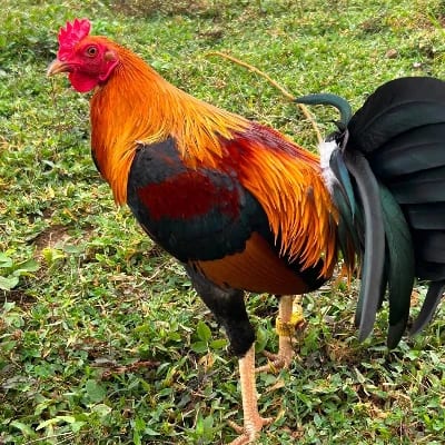 Manokan NI JM's profile photo