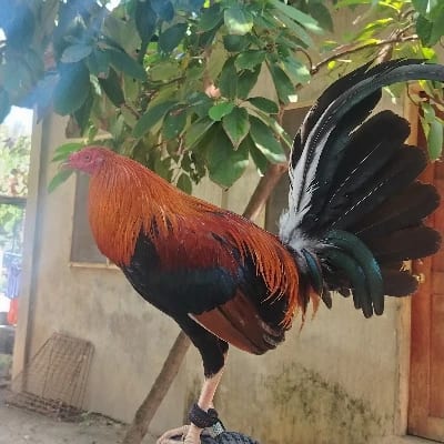 PaCas Backyard's profile photo