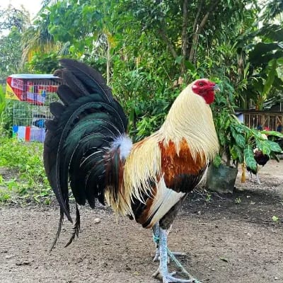 Boss Gab's profile photo