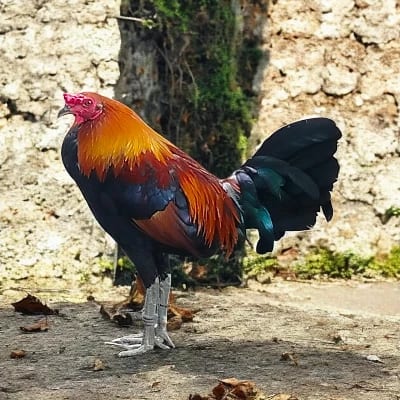 Gino Judaval's profile photo