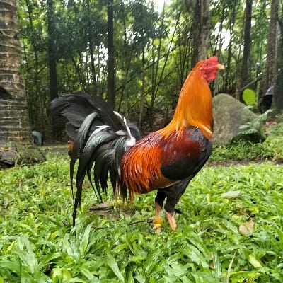 Fernan Race Gamefowl's profile photo