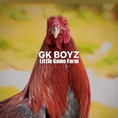 GK BOYZ LGF's profile photo