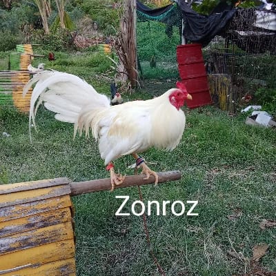 BGG GF's profile photo